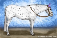 Horse Color:Blue Roan Appaloosa 