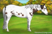 Horse Color:White Spotted Bay Splash Tobiano 