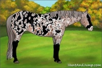 Horse Color:Bay Splash Appaloosa 