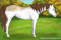 Horse Color:Red Dun Splash  and Red Dun Splash 