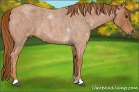 Horse Color:Red Roan 
