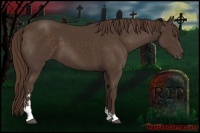 Horse Color:Liver Chestnut Sabino
