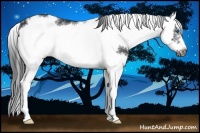 Horse Color:Black Sabino Splash Frame