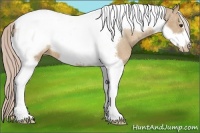 Horse Color:Palomino Tobiano Frame Appaloosa 
