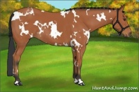 Horse Color:White Spotted Bay 