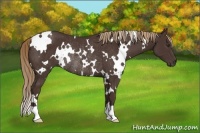 Horse Color:White Spotted Liver Chestnut Rabicano 