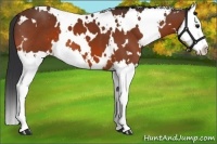 Horse Color:White Spotted Bay Splash 