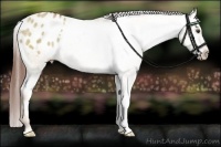 Horse Color:Red Dun Appaloosa Rabicano Brindle 