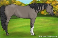 Horse Color:Grullo 
