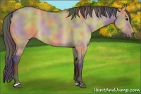 Horse Color:Nacre Bay Dun Sabino 