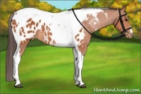 Horse Color:Bay Tobiano Appaloosa 