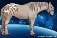 Horse Color:Chestnut Appaloosa 