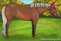 Horse Color:Silver Bay Rabicano 