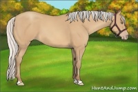Horse Color:Silver Amber Champagne