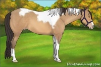 Horse Color:Amber Champagne Tobiano Frame 