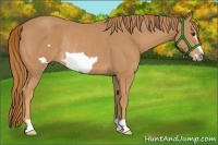 Horse Color:Chestnut Frame Rabicano 