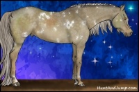 Horse Color:White Spotted Chocolate Palomino Dun 