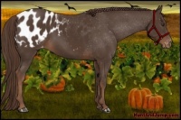 Horse Color:Liver Chestnut Appaloosa 
