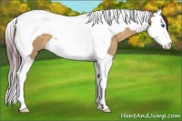 Horse Color:Chocolate Buckskin Dun Splash Tobiano