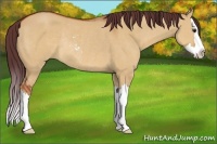 Horse Color:Chocolate Bay Dun Sabino Splash Rabicano 
