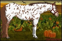 Horse Color:Chestnut Appaloosa
