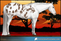 Horse Color:Liver Red Dun Appaloosa Brindle 