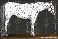 Horse Color:Black Near Leopard Rabicano 