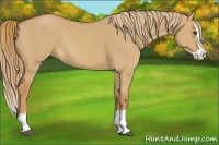 Horse Color:Red Dun Splash 