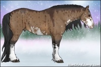 Horse Color:Bay Dun Sabino Splash