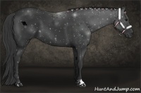 Horse Color:Smoky Black 