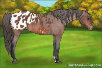 Horse Color:Bay Roan Appaloosa 