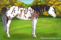 Horse Color:Bay Roan Splash Appaloosa 