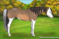 Horse Color:Buckskin Roan Splash 