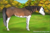 Horse Color:Buckskin Splash 