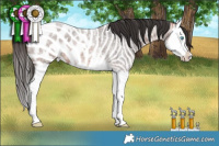 Horse Color:Bay Roan Splash Appaloosa 