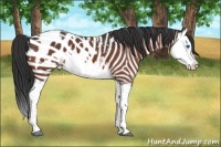 Horse Color:Bay Roan Splash Appaloosa 