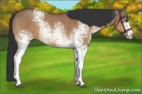 Horse Color:White Spotted Bay Dun