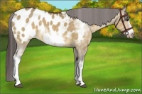 Horse Color:White Spotted Bay Dun Frame Appaloosa 
