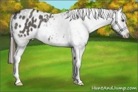 Horse Color:Grullo Appaloosa 