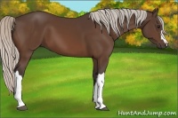 Horse Color:Silver Bay 