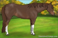 Horse Color:Liver Chestnut 
