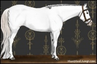 Horse Color:Palomino Near Leopard
