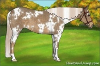 Horse Color:White Spotted Chocolate Palomino