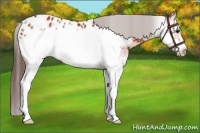 Horse Color:White Spotted Bay Frame Appaloosa 