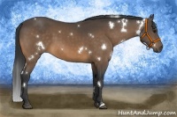 Horse Color:White Spotted Buckskin 