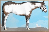 Horse Color:Buckskin Sabino Frame