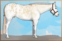 Horse Color:Bay Dun Splash Appaloosa Rabicano