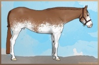 Horse Color:White Spotted Chestnut Sabino