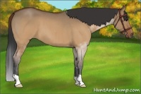 Horse Color:Brown Roan Dun Brindle 