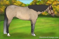 Horse Color:Buckskin Roan Dun Rabicano Brindle